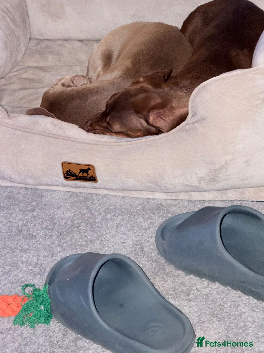 Miniature Dachshund dogs for sale: Loving Homes Needed for Two Beautiful Dachshunds - Advert 2