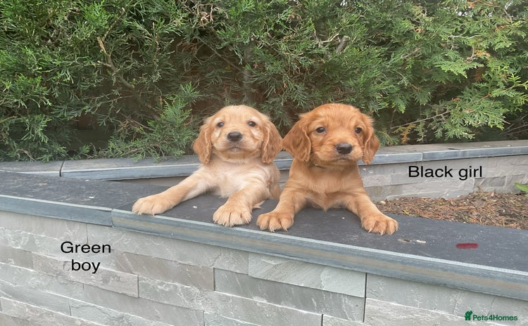 Cocker Spaniel dogs - Advert 3