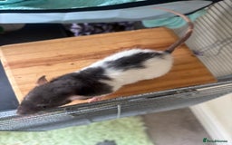 Rat rodents for sale: 8 weeks old female rat  - Image 3