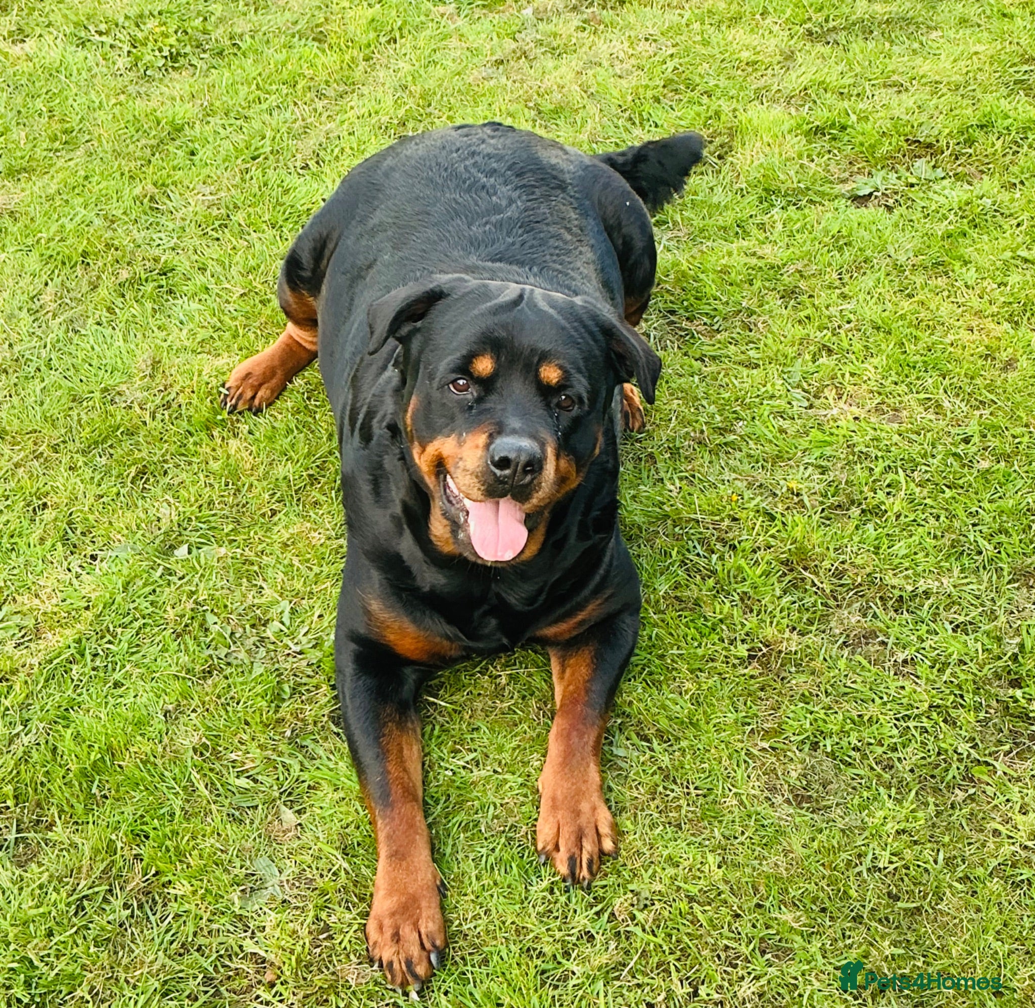 Rottweiler dogs Outstanding pure bread  Rottwilwer - Advert 2