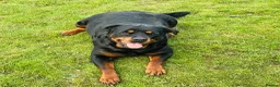 Rottweiler dogs for sale: Outstanding pure  Rottwilwer - Advert 2