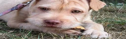 Mixed Breed dogs for sale: Beautiful baby girl  - Advert 6