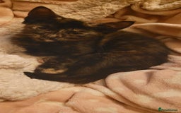 American Shorthair cats for sale: 5 Adorable Tabby/Ginger Kittens Looking For Homes - Image 6