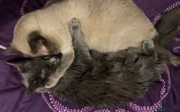 Ragdoll cats for sale: Rigdoll kittens  - Image 7