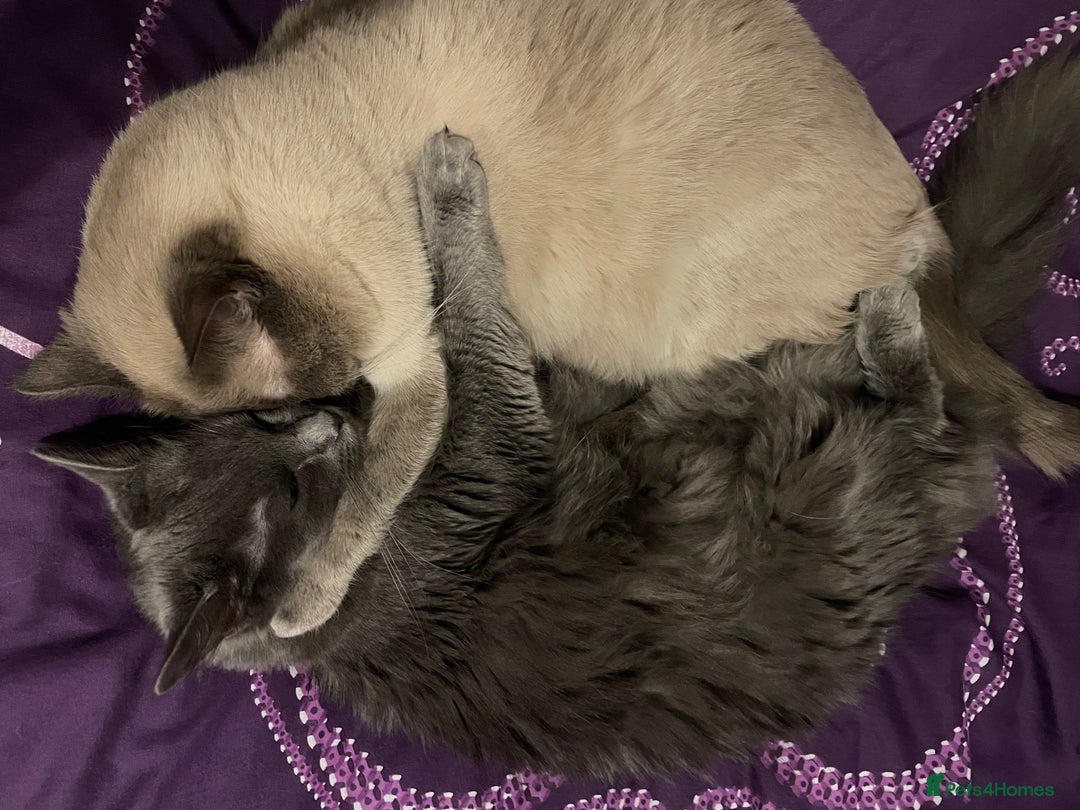 Ragdoll cats for sale: Rigdoll kittens  - Image 7