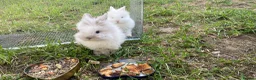 Lionhead rabbits for sale: Rabbits from the same family want to sell pair  in Birmingham - Advert 3