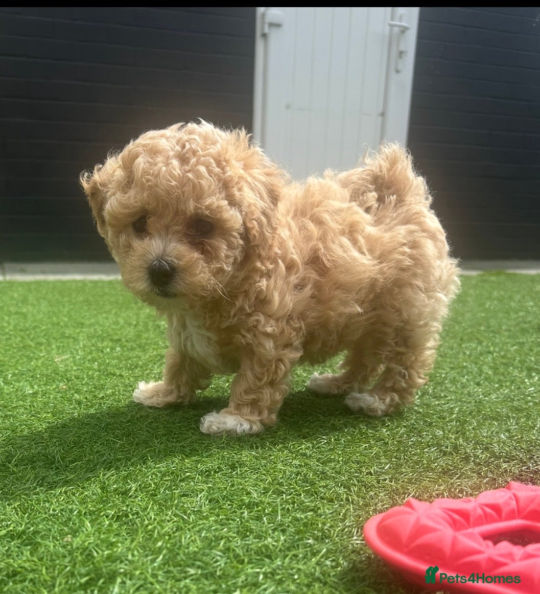 Maltipoo dogs Maltipoo Puppies  - Advert 8