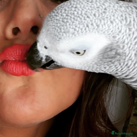 Parrots birds African Grey Parrot tame brill talker inc cage  - Advert 16