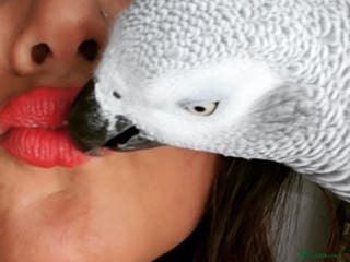 Parrots birds African Grey Parrot tame brill talker inc cage - Advert 1