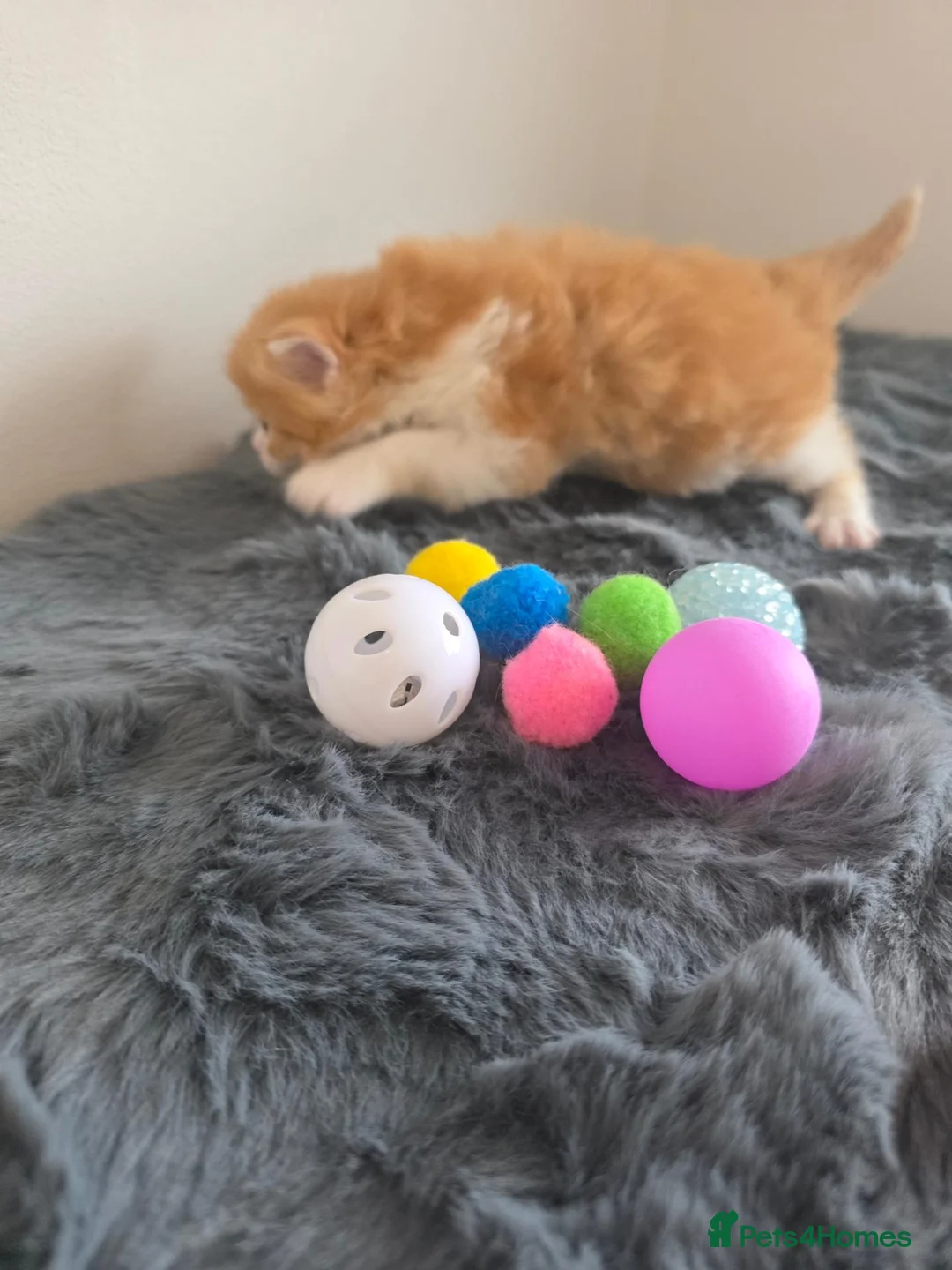 Mixed Breed cats for sale: Adorable Ragdoll x Persian Kittens.  in Dunstable - Advert 37
