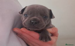 French Bulldog dogs for sale: Chunky french bulldog - Image 17