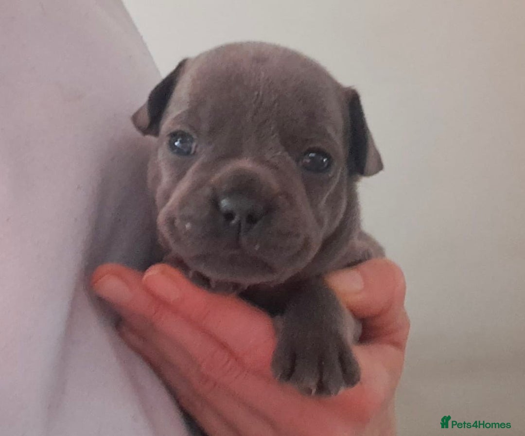 French Bulldog dogs for sale: Chunky french bulldog - Image 17