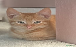Mixed Breed cats for sale: 1 Gorgeous Female Kitten Ready for their new home - Image 11