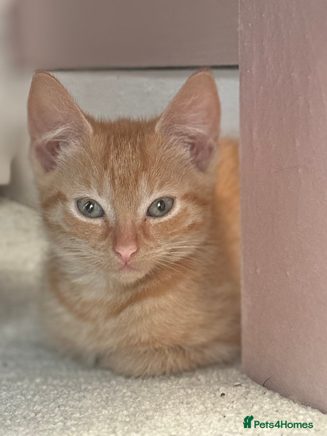 Mixed Breed cats for sale: 1 Gorgeous Female Kitten Ready for their new home - Image 11