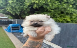 Pomeranian dogs for sale: Beautiful Pomeranian’s  - Image 6