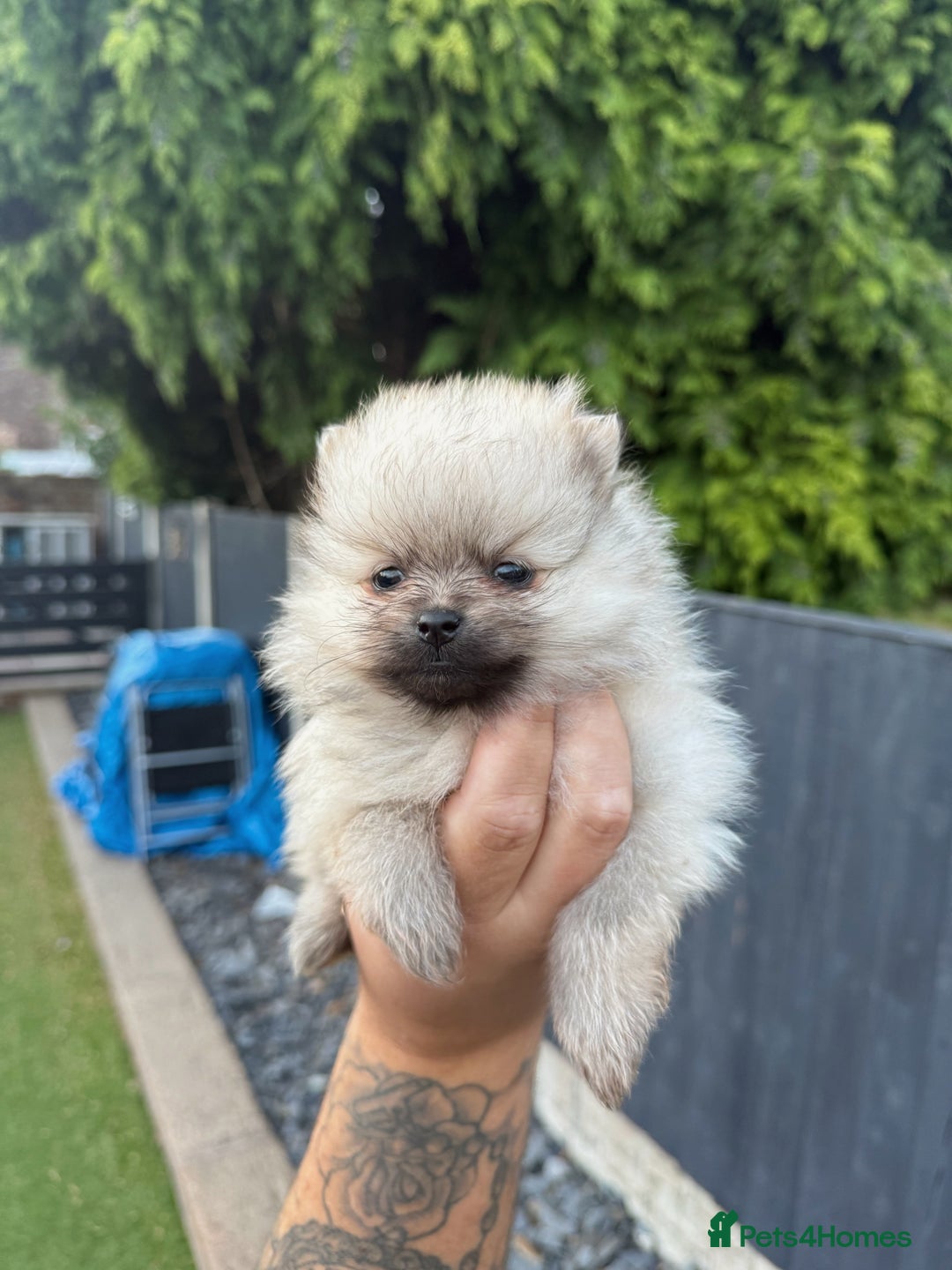 Pomeranian dogs for sale: Beautiful Pomeranian’s  - Image 6