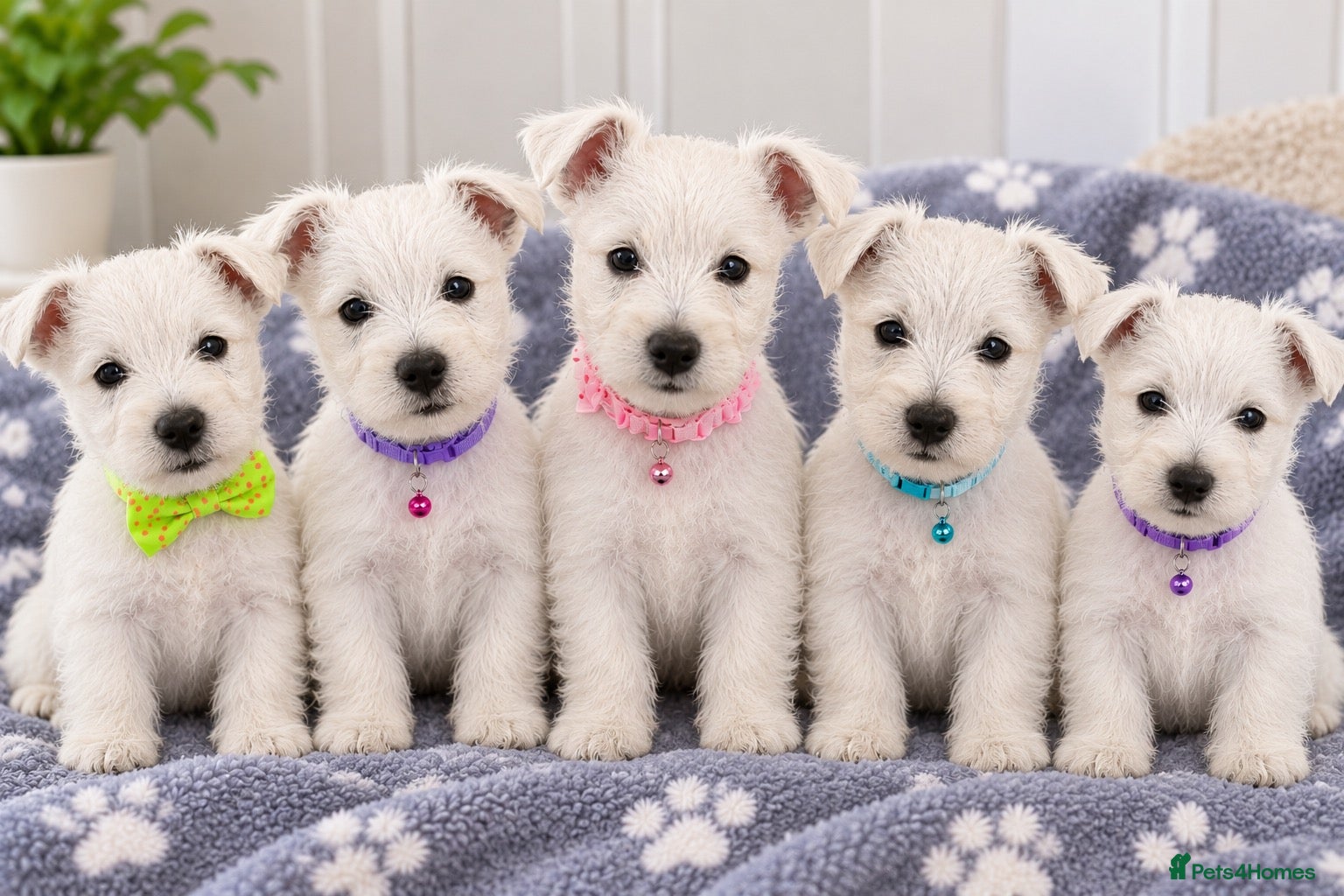 West Highland Terrier dogs KC WestHighland White Pups - READY NOW - Advert 1