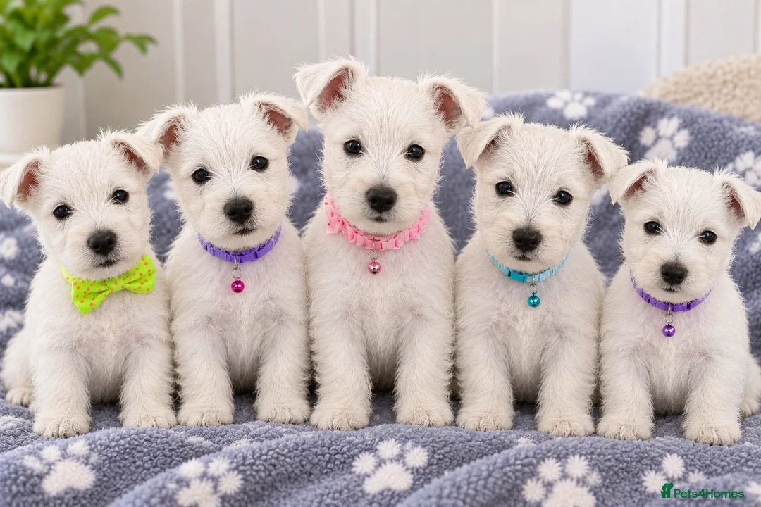 West Highland Terrier dogs for sale: KC WestHighland White Pups - READY NOW - Advert 1
