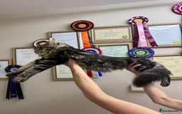 Maine Coon cats for sale: Female MCO - Image 2