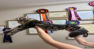Maine Coon cats - Advert 3