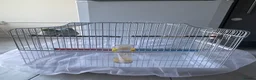 Parrots birds for sale: Parrotlet  in Hayes - Advert 13