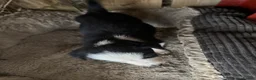 Border Collie dogs for sale: cute border collie pups - Advert 18