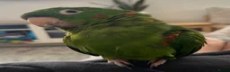 Conures birds for sale: 2 year old female conure  - Advert 2
