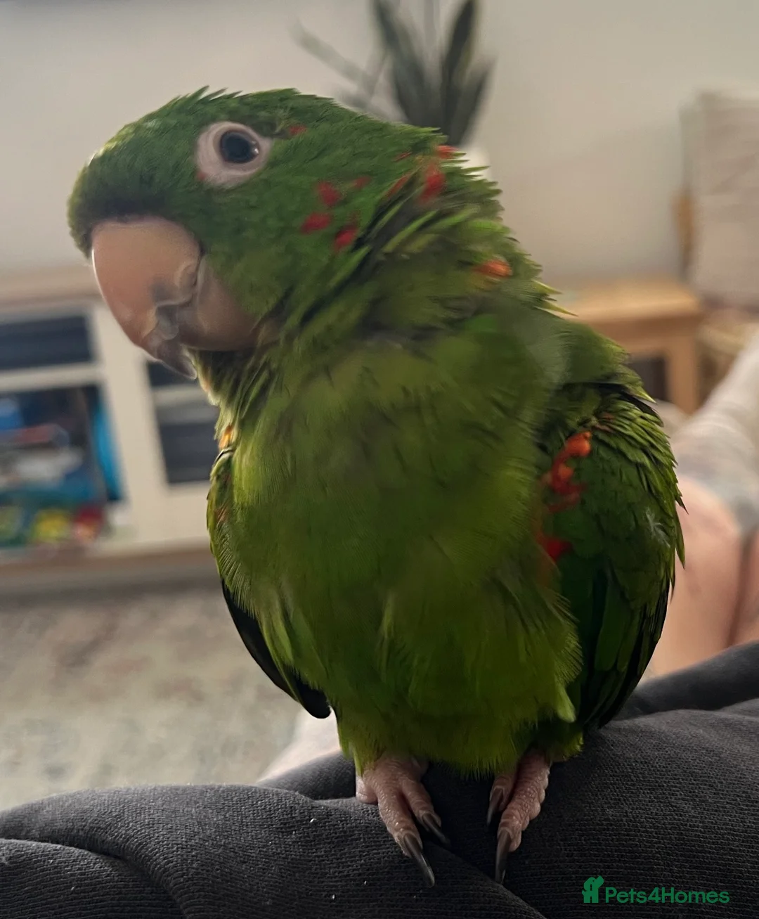 Conures birds for sale: 2 year old female conure  - Advert 2