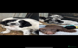 Cocker Spaniel dogs for sale: Cocker spaniel puppies  - Image 4