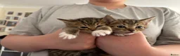 Mixed Breed cats for sale: Beautiful kittens  in Ipswich - Advert 9