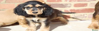 Cocker Spaniel 6