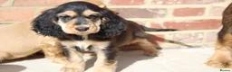 Cocker Spaniel dogs for sale: Kennel Club Registered Show Type Cocker puppies - Advert 33