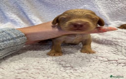 Cockapoo dogs for sale: F1 health clear stunning cockapoos - Image 17