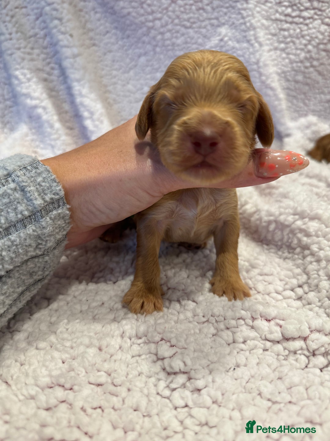 Cockapoo dogs for sale: F1 health clear stunning cockapoos - Image 17
