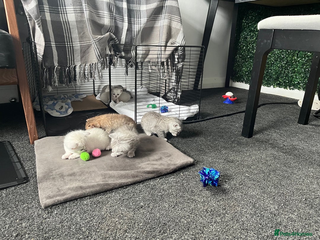 British Shorthair cats for sale: Beautiful British Shorthair Kittens... - Image 40