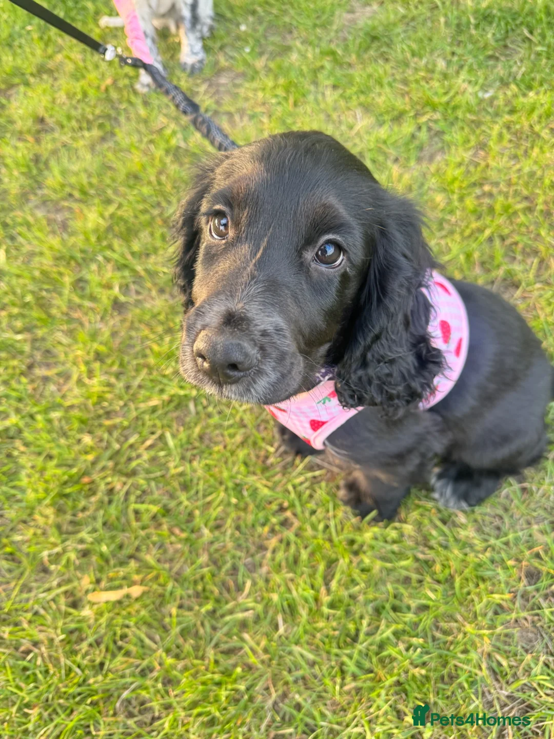Sprocker dogs for sale: Martha.. gorgeous Sprocker  - Advert 1