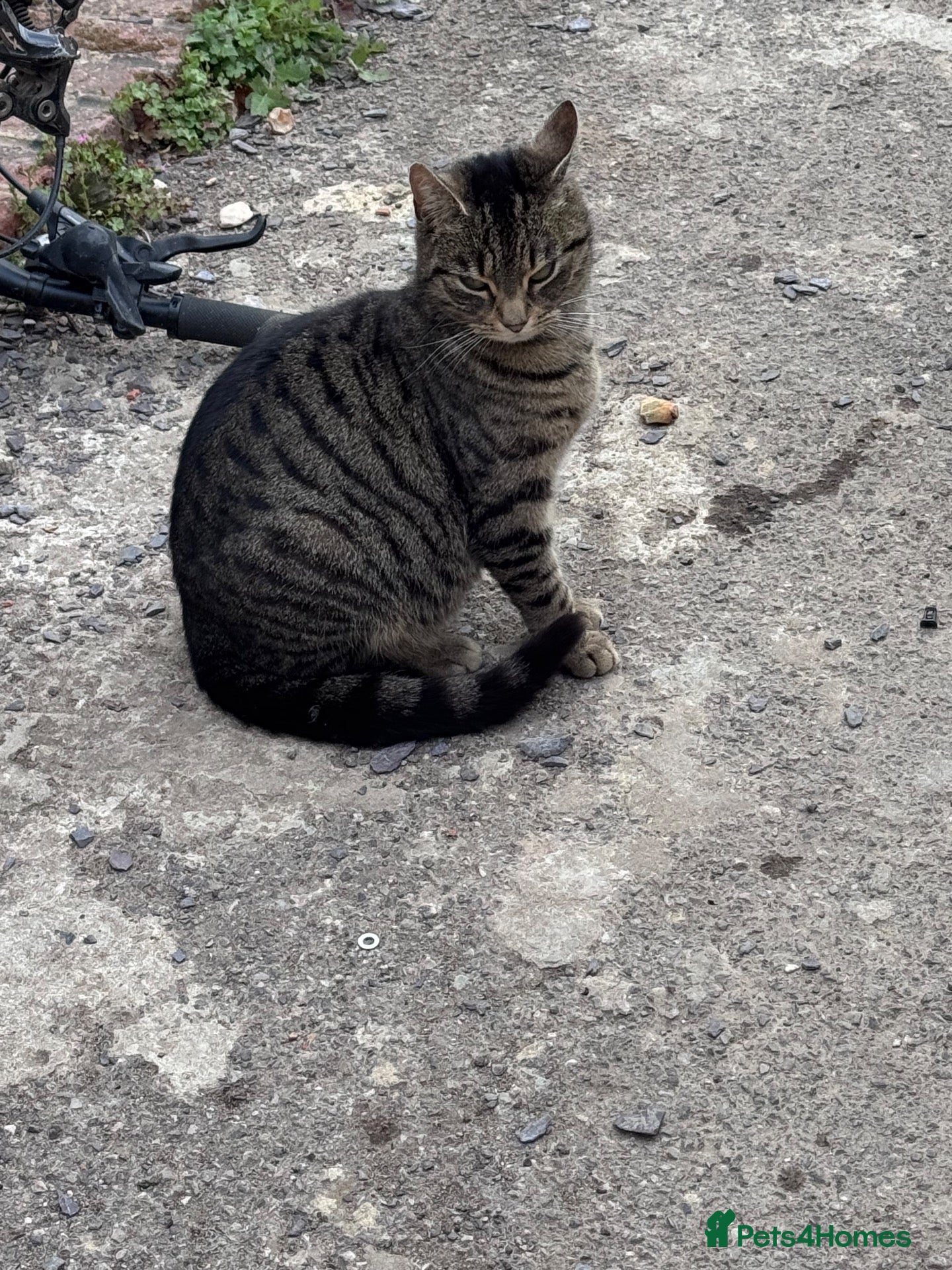 Mixed Breed cats for sale: Kittens  - Advert 3