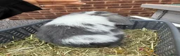Mini Lop rabbits for sale: 8 week old mini lops. Ready now.  in Tamworth - Advert 13