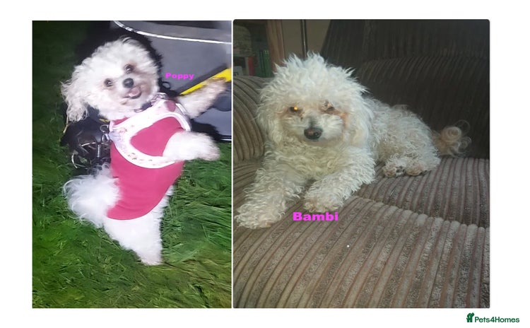 Poochon dogs - Advert 1