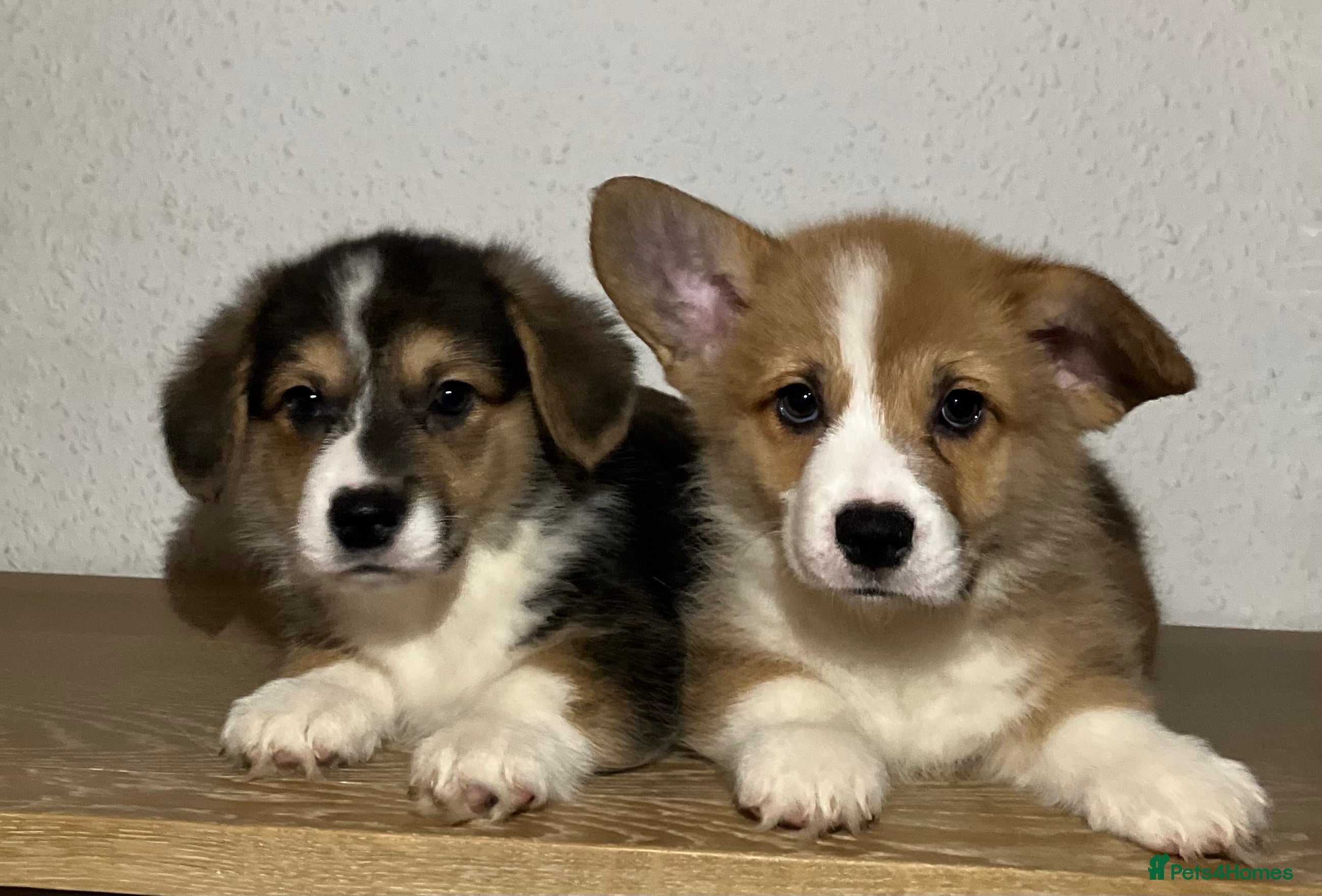 Welsh Corgi Pembroke dogs KC reg. boys vaccinated and ready to go. - Advert 1