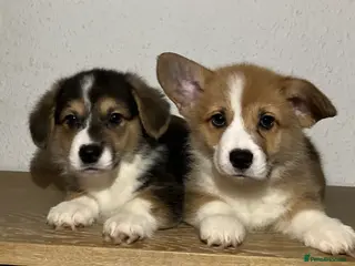 Welsh Corgi Pembroke dogs KC reg. boys vaccinated and ready to go. - Advert 1