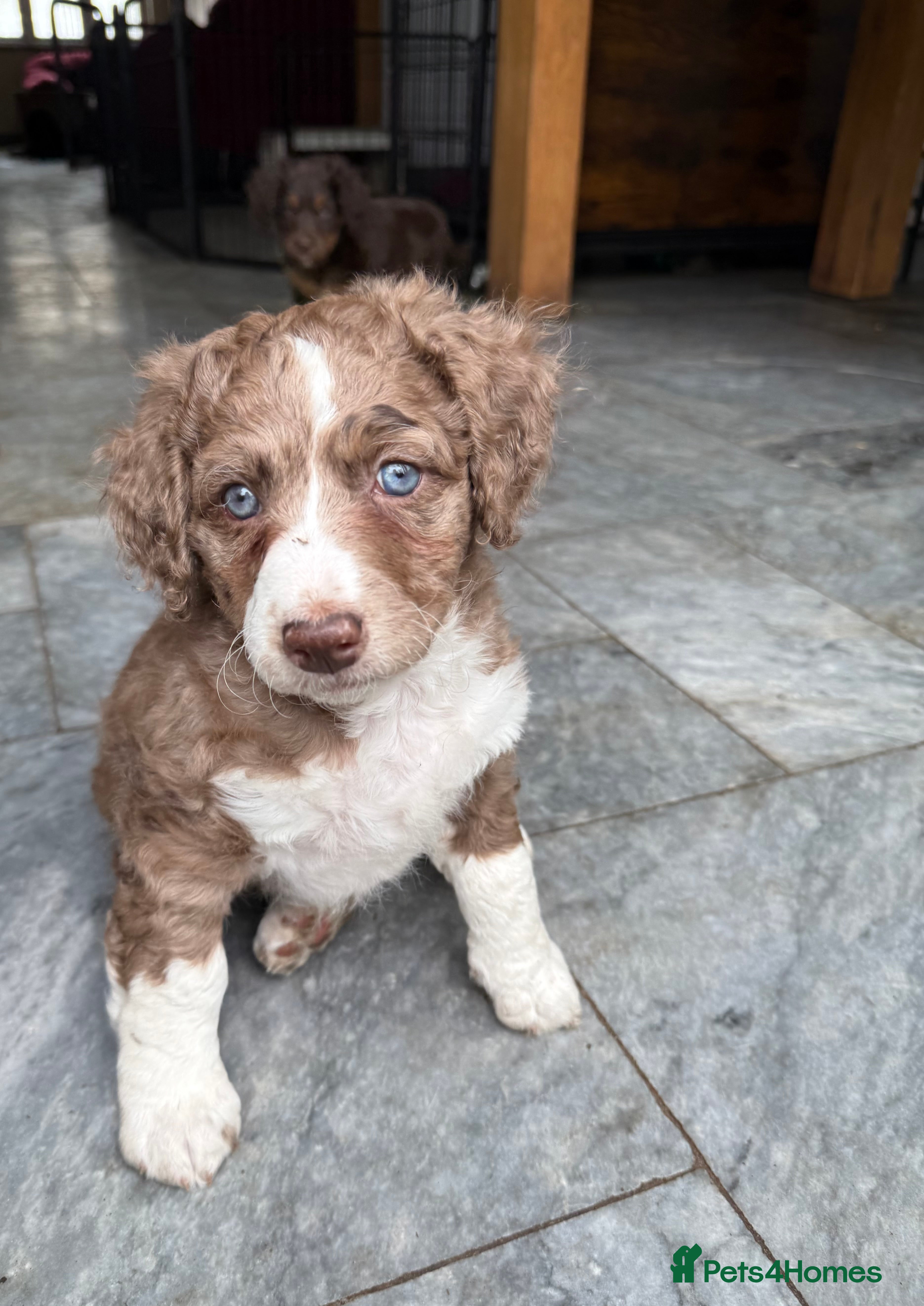 Bernedoodle dogs Health tested miniature bernedoodles - Advert 2