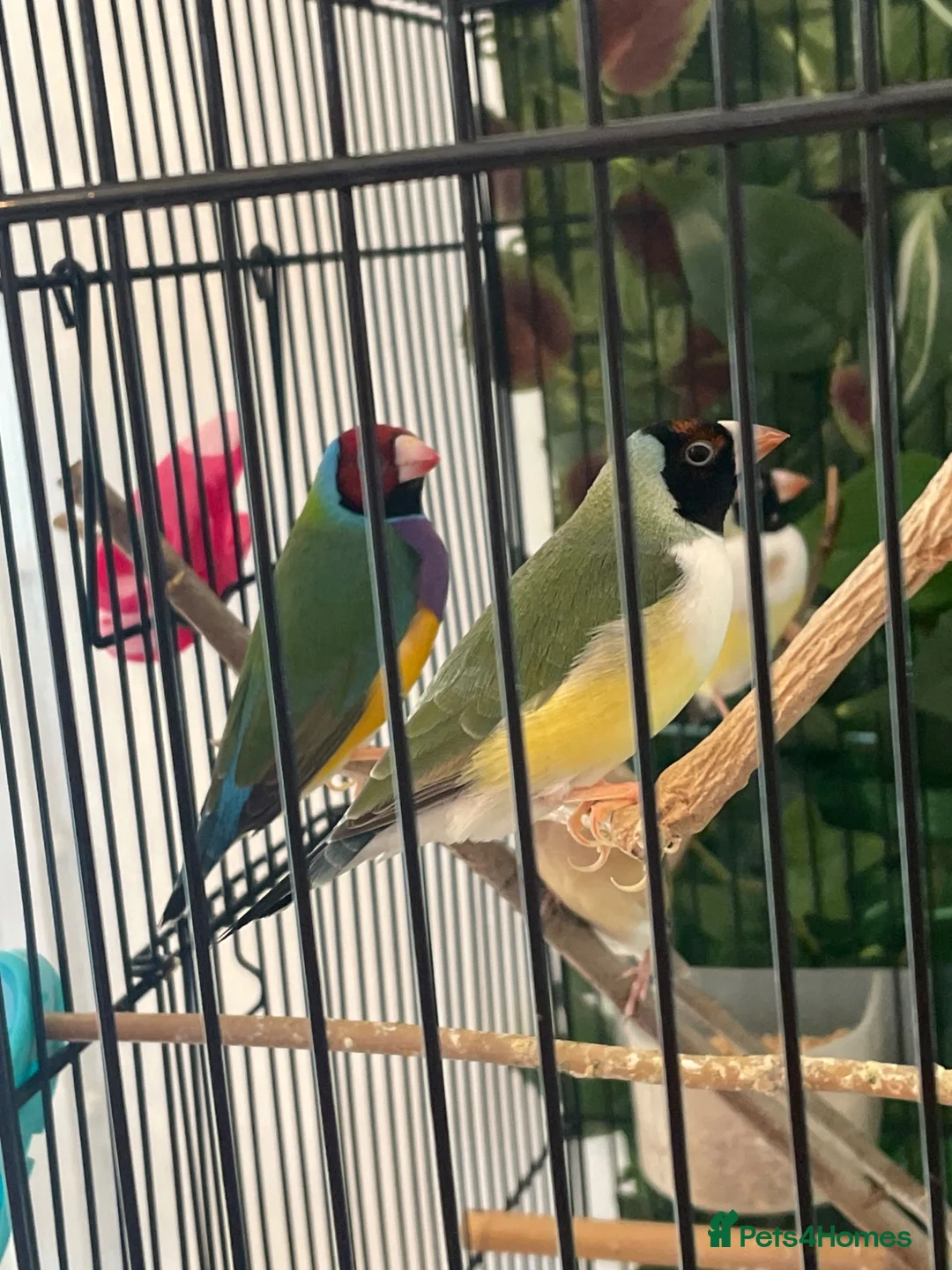 Finches birds for sale: Gouldian finches in Bristol - Advert 2