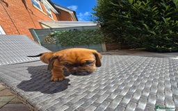 Mixed Breed dogs for sale: Very loving puppies looking for their forever home - Image 6