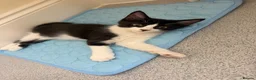 Mixed Breed cats for sale: Cute maine coone + domestic shorthair kittens - Advert 4