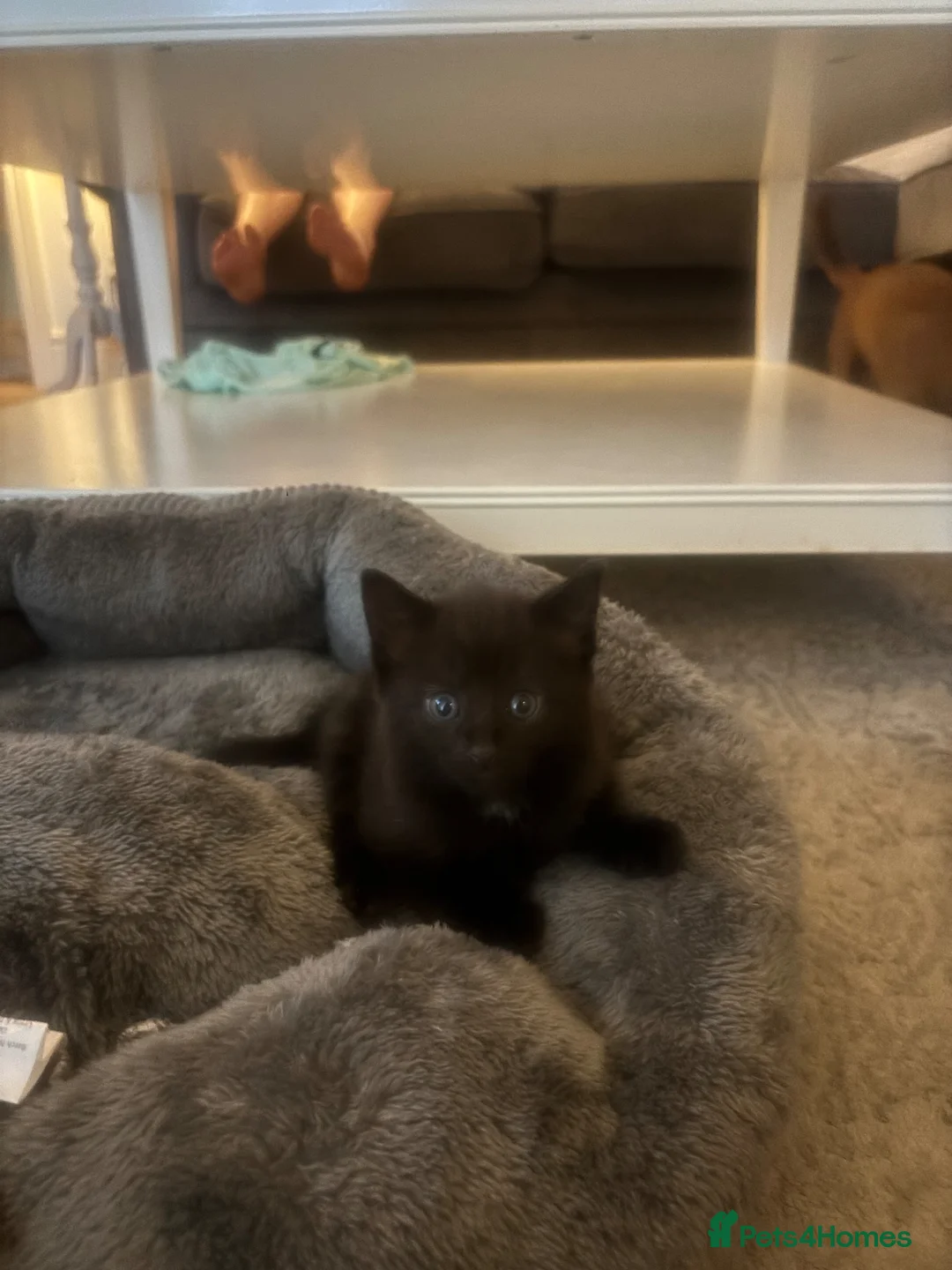 Nebelung cats for sale: Nebelung/ mixed kittens - Advert 2