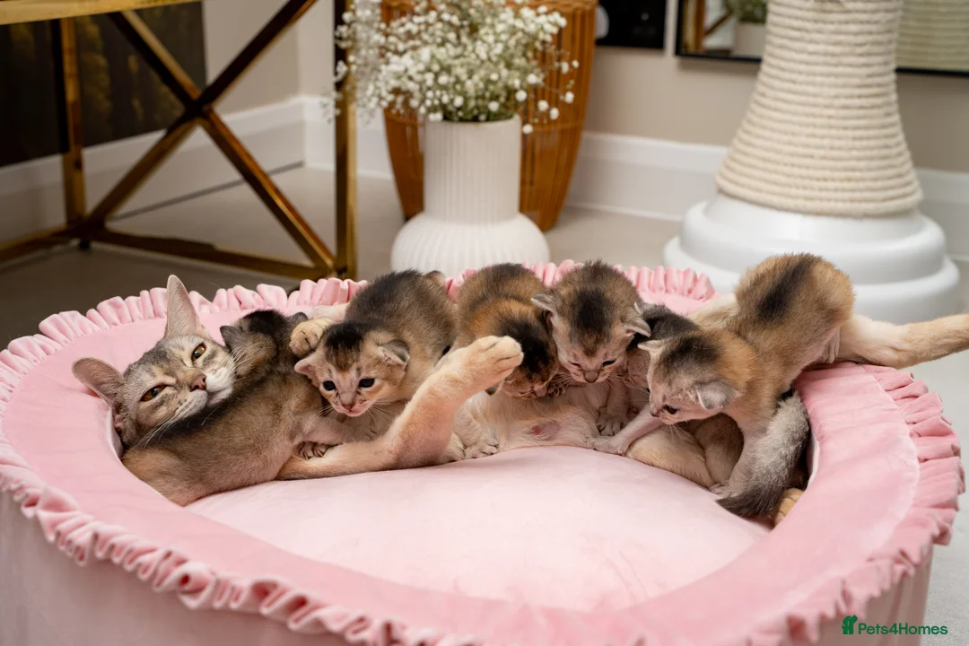 Abyssinian cats for sale: Exceptional Pedigree 6 Abyssinians-Super Friendly - Advert 3