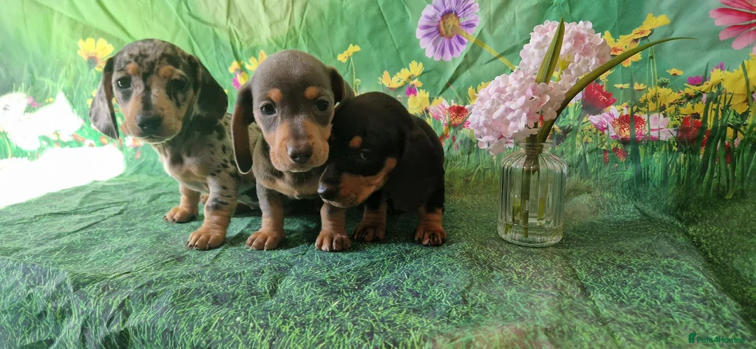 Miniature Dachshund dogs for sale: Stunning smooth haired miniature dacshund - Advert 1