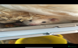 Hamster rodents for sale: Hamsters  - Image 3