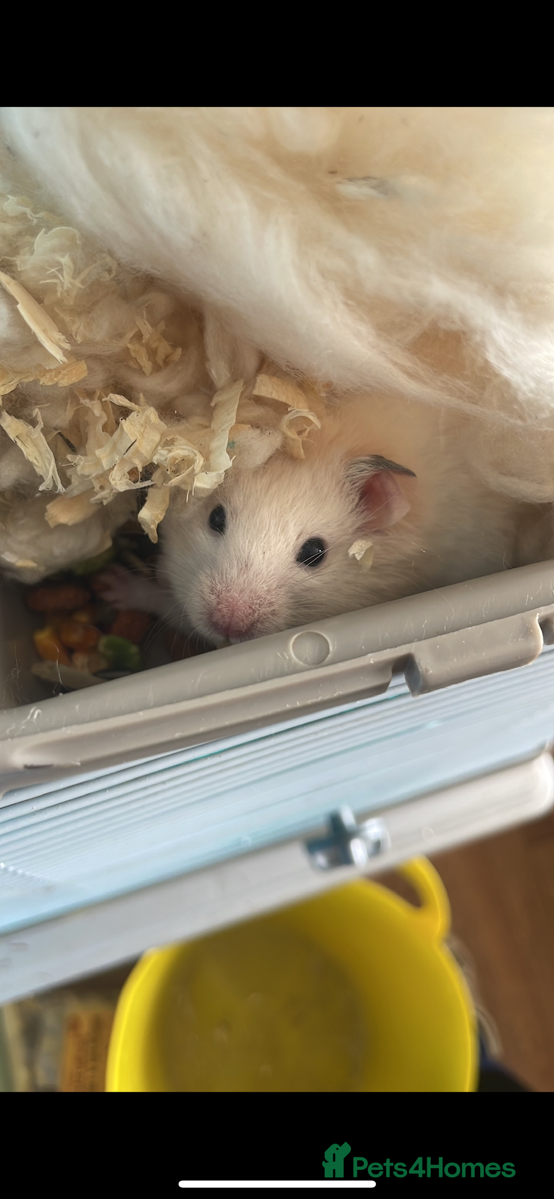 Hamster rodents for sale: Hamsters  - Image 3